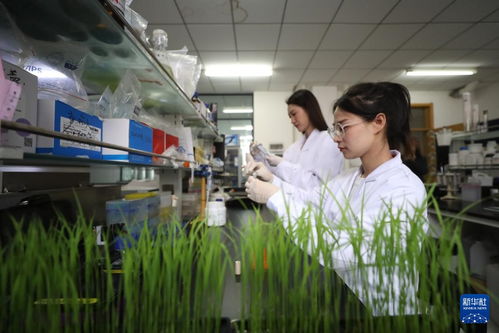 探訪北方粳稻育種栽培技術國家地方聯合工程實驗室 遼寧鉆采工程技術服務的科技創新之路